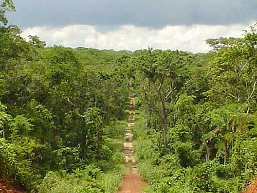 Cliquer pour fermer la fentre -  Origine du bois 30 000 ha de foret d Amerique latine certifie FSC
